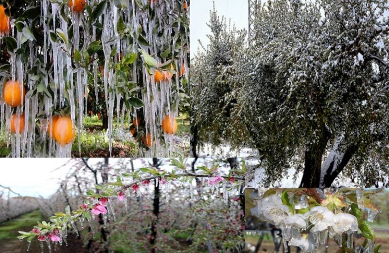 Και τα δέντρα κρυώνουν – Τι να κάνετε για να μην αρρωστήσουν