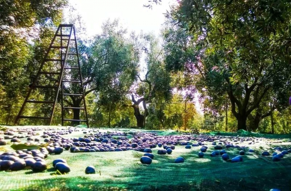 Oι ελαιοπαραγωγοί έχουν και πρόταση, ακούει κανείς;