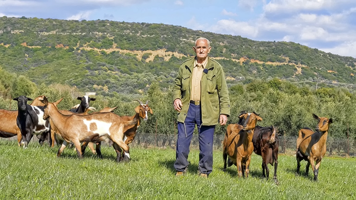 Ο μπάρμπα Παναγιώτης με τις γίδες του - Η ζωή στο χωριό (βίντεο)