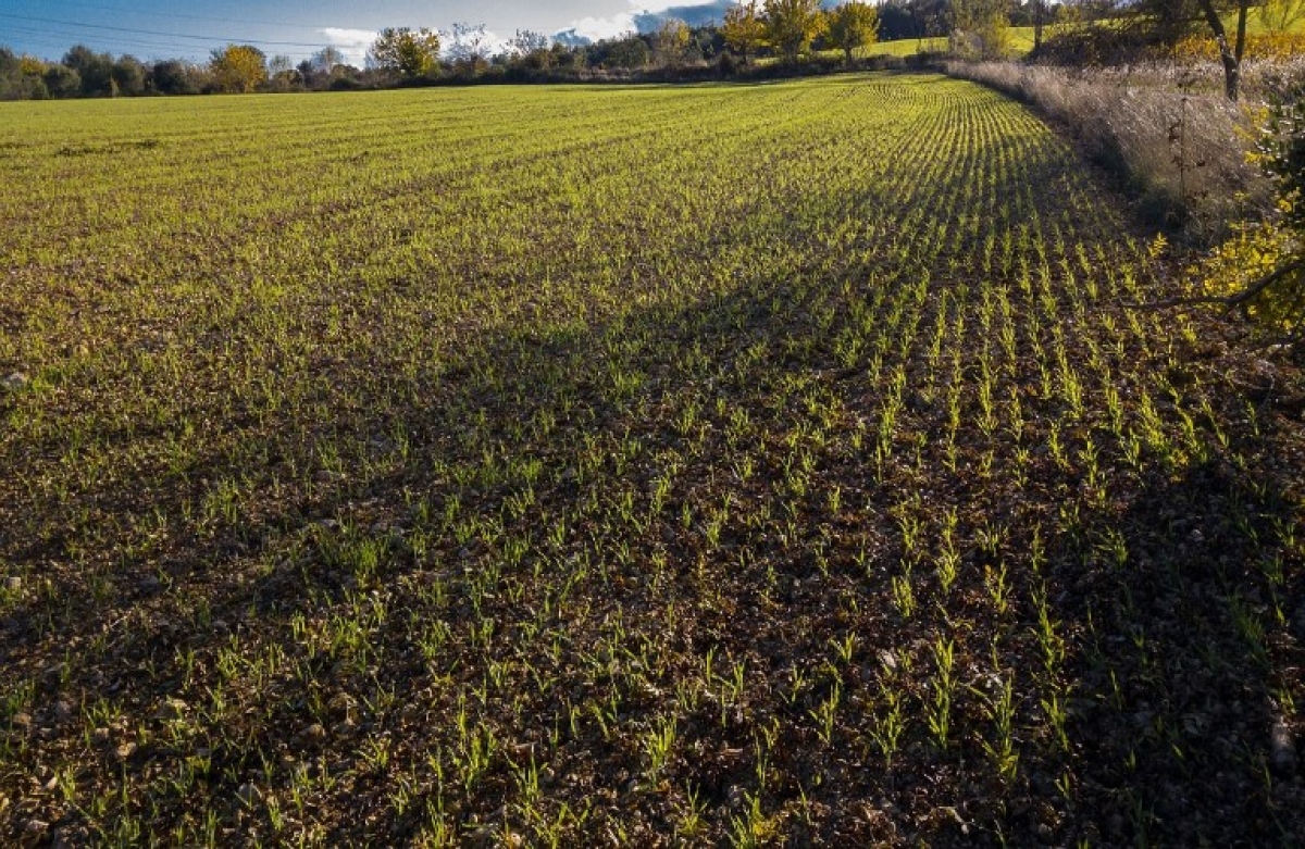 ΕΘΕΑΣ: Δεν χρειάζεται επιπλέον μείωση κατά 3% των δικαιωμάτων 2023 για την κατανομή εθνικού αποθέματος
