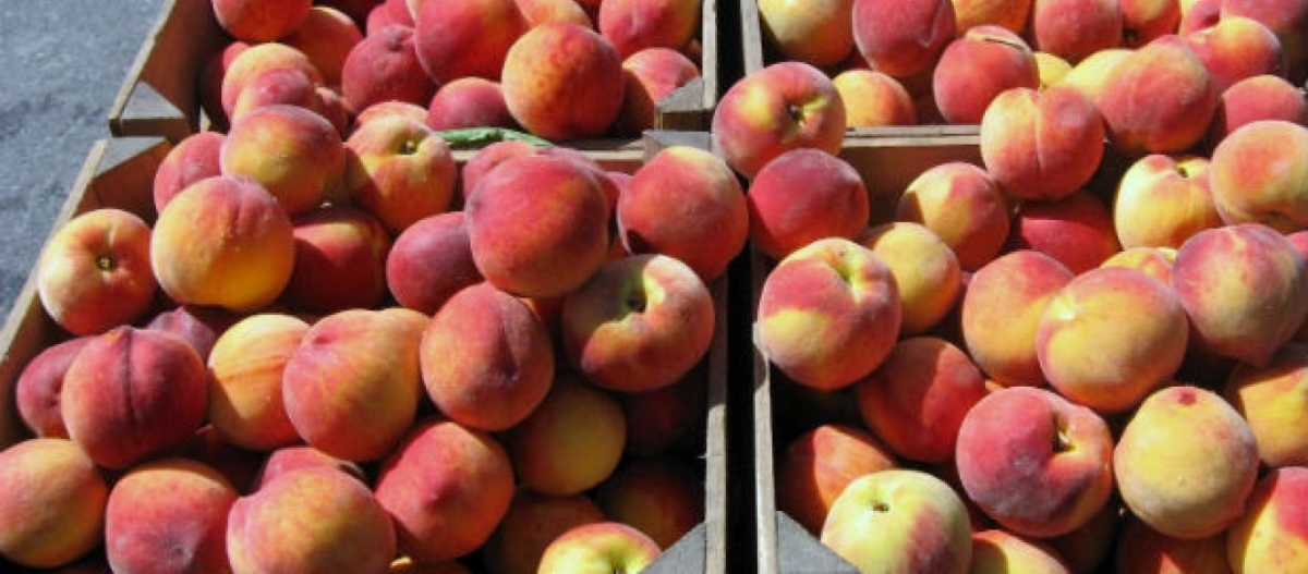 Αυτά είναι τα 6+1 οφέλη που προσφέρουν στην υγεία τα ροδάκινα