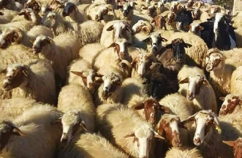 Πρόγραμμα επιτήρησης Καταρροϊκού Πυρετού του προβάτου