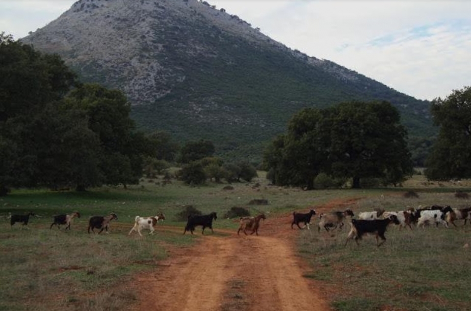 Κτηνοτροφικά του Ξηρομέρου - Μαντριά: Γαλαρομάντρι, ψιμαδομάντρι, στερφομάντρι…