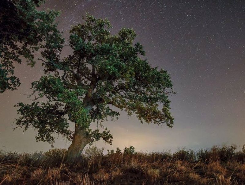 Η ιερή βελανιδιά, το χρυσοφόρο δέντρο του Ξηρομέρου και της Ακαρνανίας