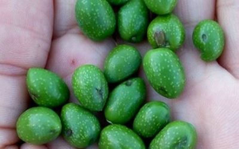 Εκτεταμένες καταστροφές και στην περιοχή Αιτωλικού-Χρυσοβεργίου