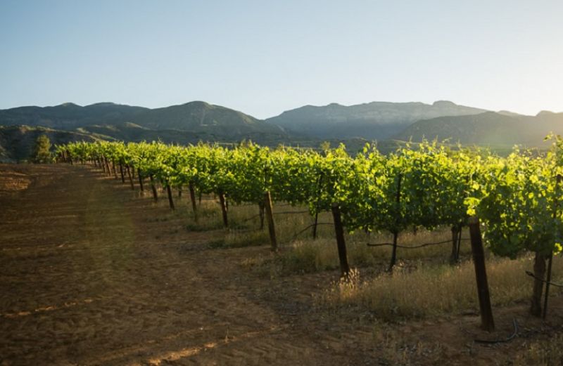Νέες άδειες φύτευσης αμπέλου: Ποια κριτήρια πρέπει να πληρούν οι παραγωγοί
