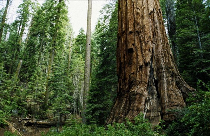 Έκτακτη σύσκεψη για την απορρόφηση των πόρων για τα δάση