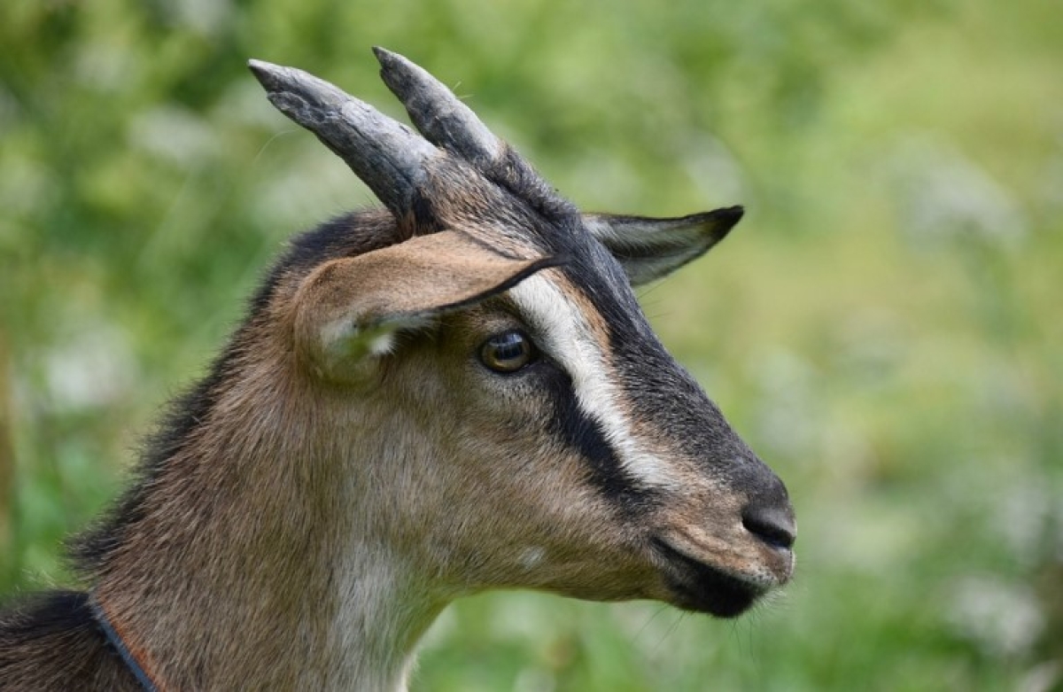 Πως η βόσκηση επηρεάζει το γάλα