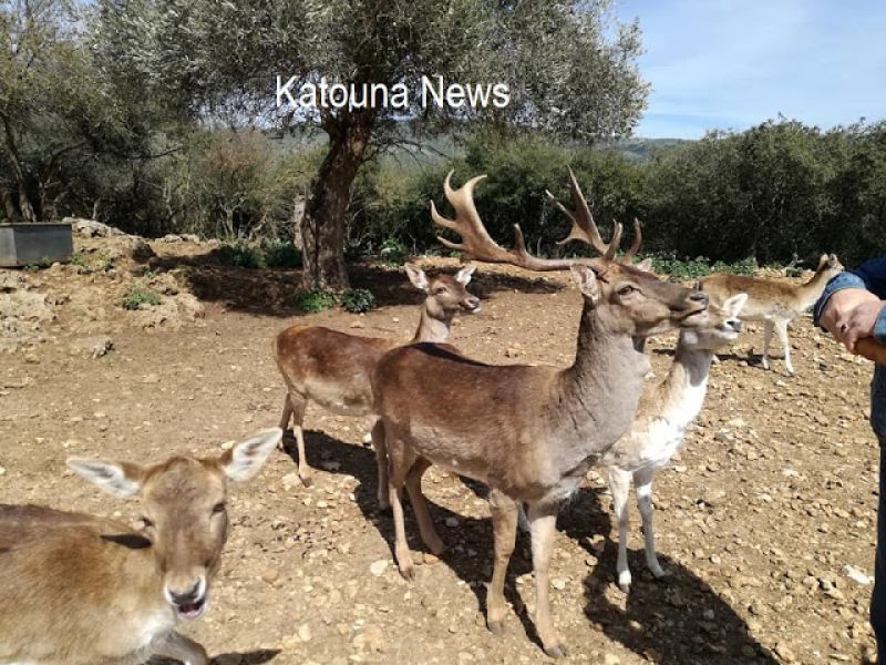 Τα ελάφια της Κατούνας !!!