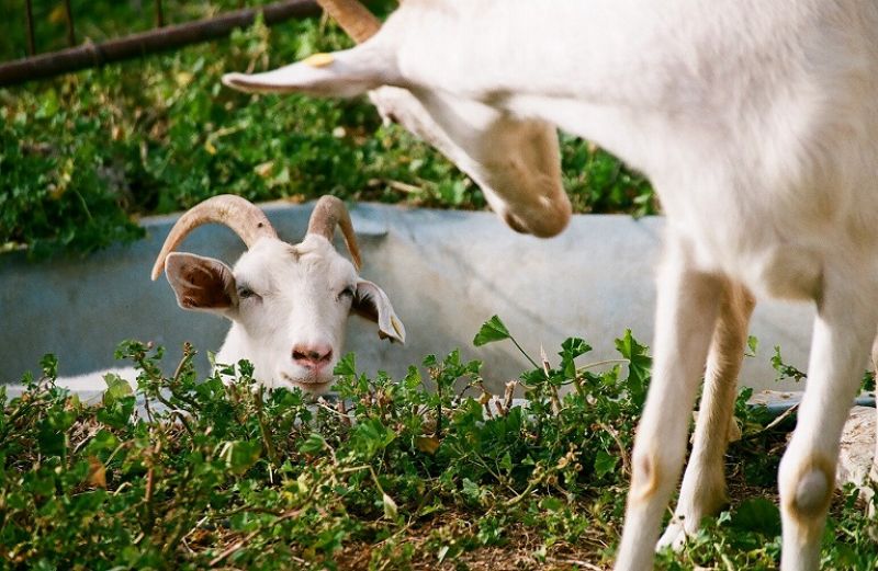 Ενημέρωση για την Πανώλη των Μικρών Μηρυκαστικών