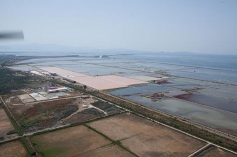 Υπερπαραγωγή «Χρυσού»… στις Αλυκές Μεσολογγίου