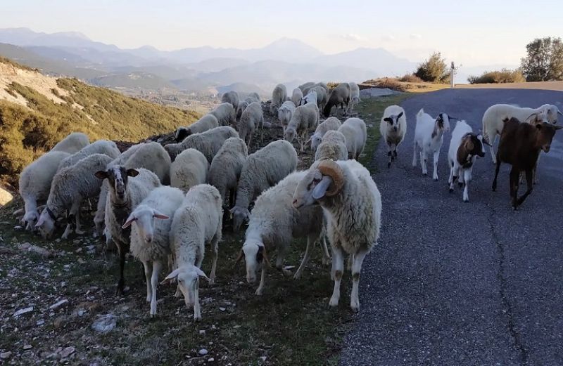 Σπάνιες φυλές: η νέα Πρόσκληση