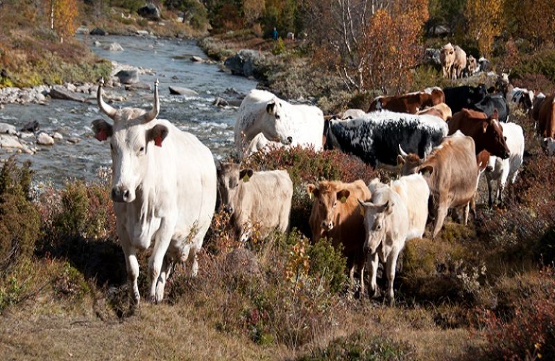 Βοοειδή: πρόγραμμα επιτήρησης της σπογγώδους εγκεφαλοπάθειας