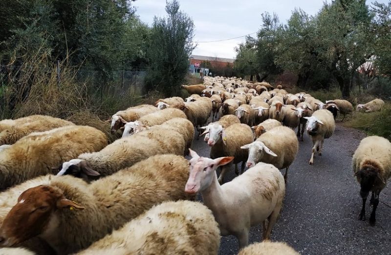 Πληρωμές 2,85 εκατ. ευρώ από ΟΠΕΚΕΠΕ