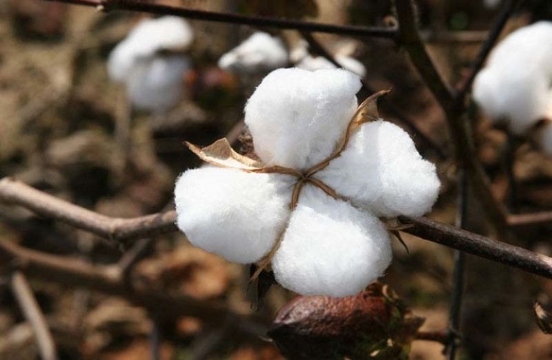 Νέα εγκύκλιος για την Ενίσχυση στο βαμβάκι