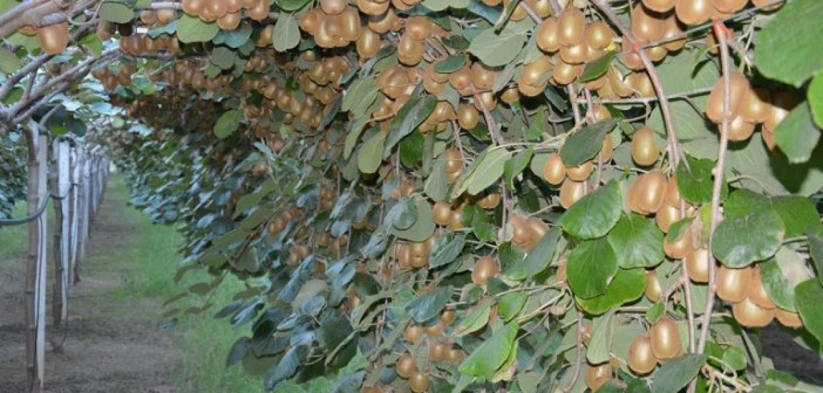 Αγρίνιο: Προσλαμβάνονται εποχιακοί εργάτες στο συσκευαστήριο ακτινιδίων στη Γουριά