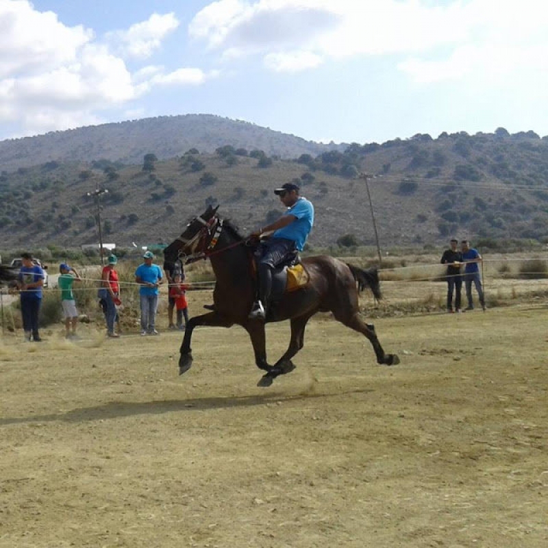 Αγάπη για τα άλoγα στον Καραΐσκάκη Ξηρομέρου (video)