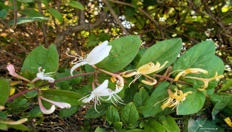 Αγιόκλημα: Ένα θαυματουργό φαρμακευτικό φυτό που πρέπει να γνωρίζετε