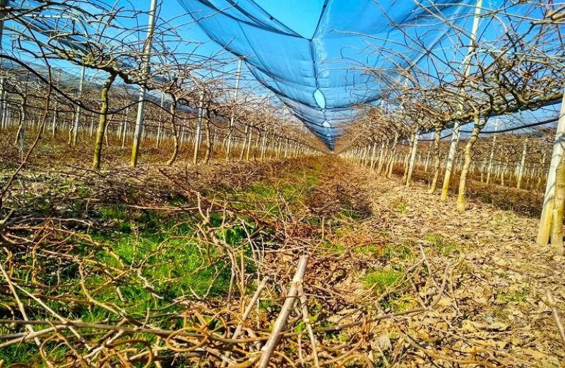 Χειμερινό κλάδεμα ακτινιδιάς