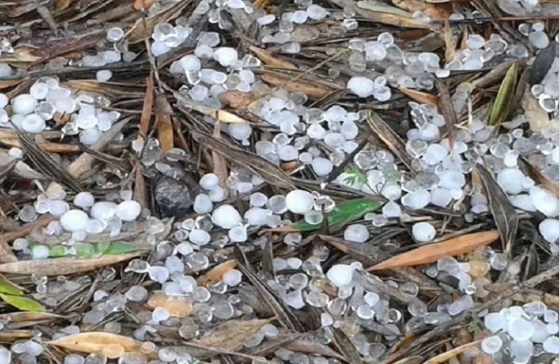 Σοβαρές ζημιές σε ελιές και εσπεριδοειδή απο την χαλαζόπτωση