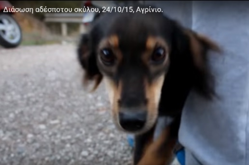 Αγρίνιο: Διασώζοντας ένα αδέσποτο (video)