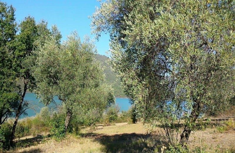 Έντομα και ασθένειες που προσβάλλουν την ελιά αυτή την περίοδο