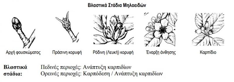 Προστασία στα μηλοειδή