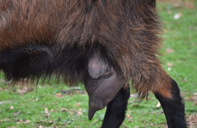 Γαγγραινώδης μαστίτιδα