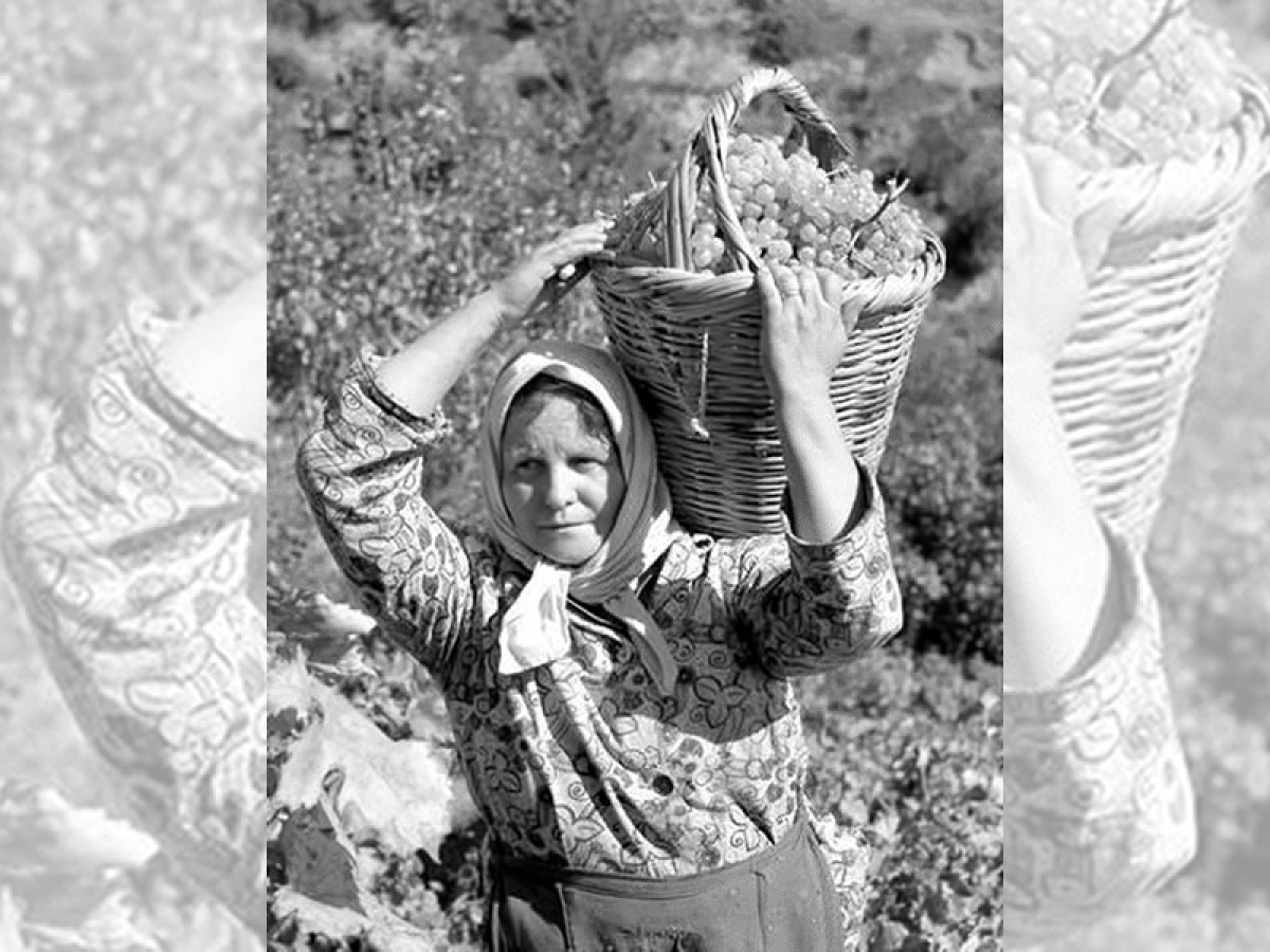 Γυναίκες τρυγήτριες στο Ξηρόμερο. «Κυράδες των αμπελιών»