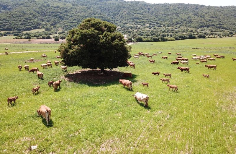 Εκτροφές και ευημερία των ζώων: οι 24 βασικές υποχρεώσεις των παραγωγών