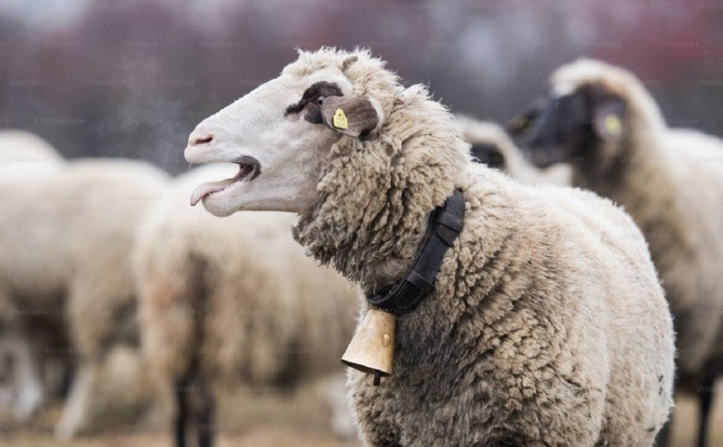Σε όλη την χώρα μειώθηκε ο αριθμός αιγοπροβάτων εκτός της Κρήτης που διπλασιάστηκε και για κάθε 6 κατοίκους είχαμε 1 εκτροφή