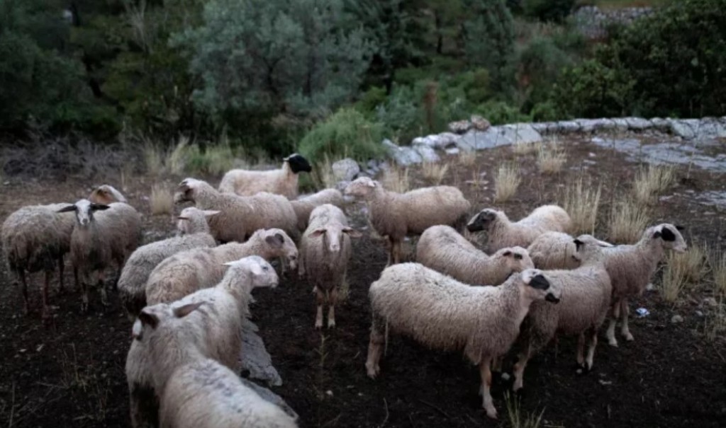 Kοπάδι με 50 αιγοπρόβατα…«εξαφανίστηκε» στο Ξηρομέρο