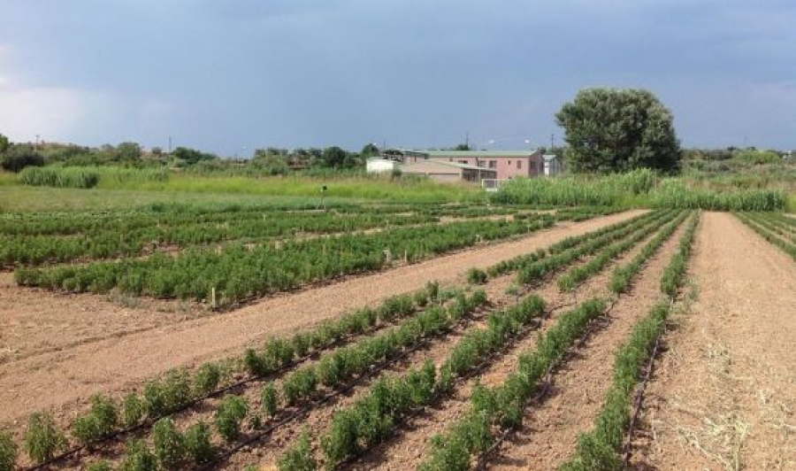 «Ανθήρ»: Το «διαμάντι» της Αιτωλοακαρνανίας που τροφοδοτεί με αρωματικά φυτά την Ευρώπη