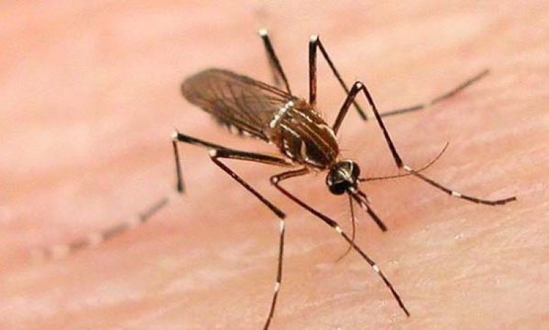 Αυτό είναι το μυστικό για να μην σας τσιμπήσουν τα κουνούπια!