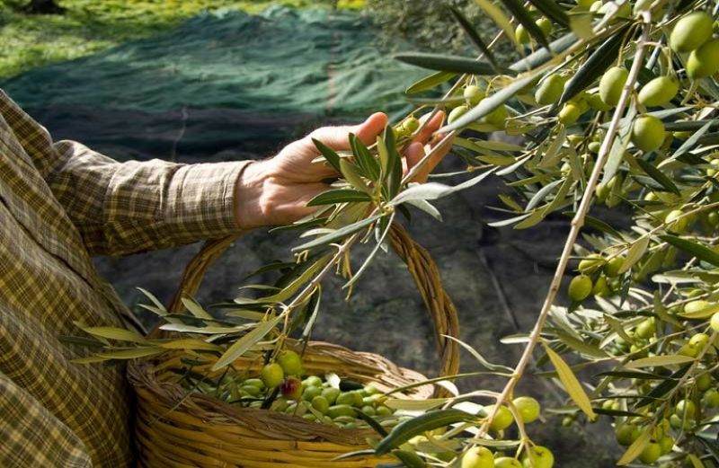 Ενημέρωση για τη συλλογή ελαιοκάρπου