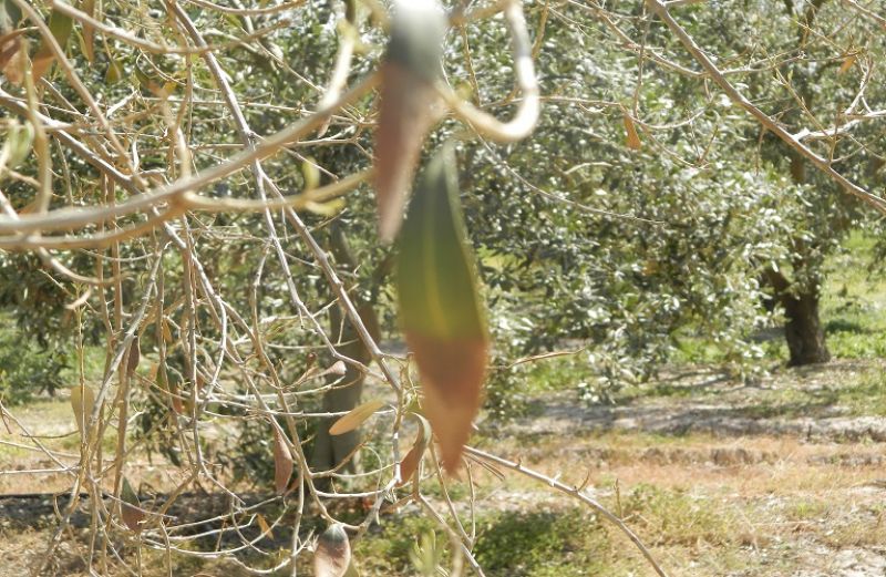 Xyllela fastidiosa: Όσα πρέπει να γνωρίζετε