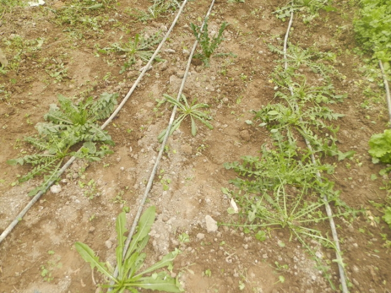 Παράγουν Σταμναγκάθι στο Αγρίνιο