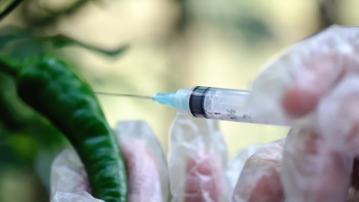 Η μεγάλη αντίφαση της Ευρωπαϊκής Ένωσης: Νέες Γονιδιωματικές Τεχνικές στα φυτά: διαφέρουν τελικά από τα Γενετικώς Τροποποιημένα;