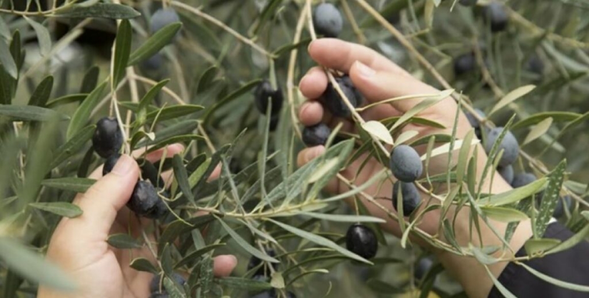 “Ες αύριον τα σπουδαία”- η ημερίδα για την ελιά και οι παραγωγοί