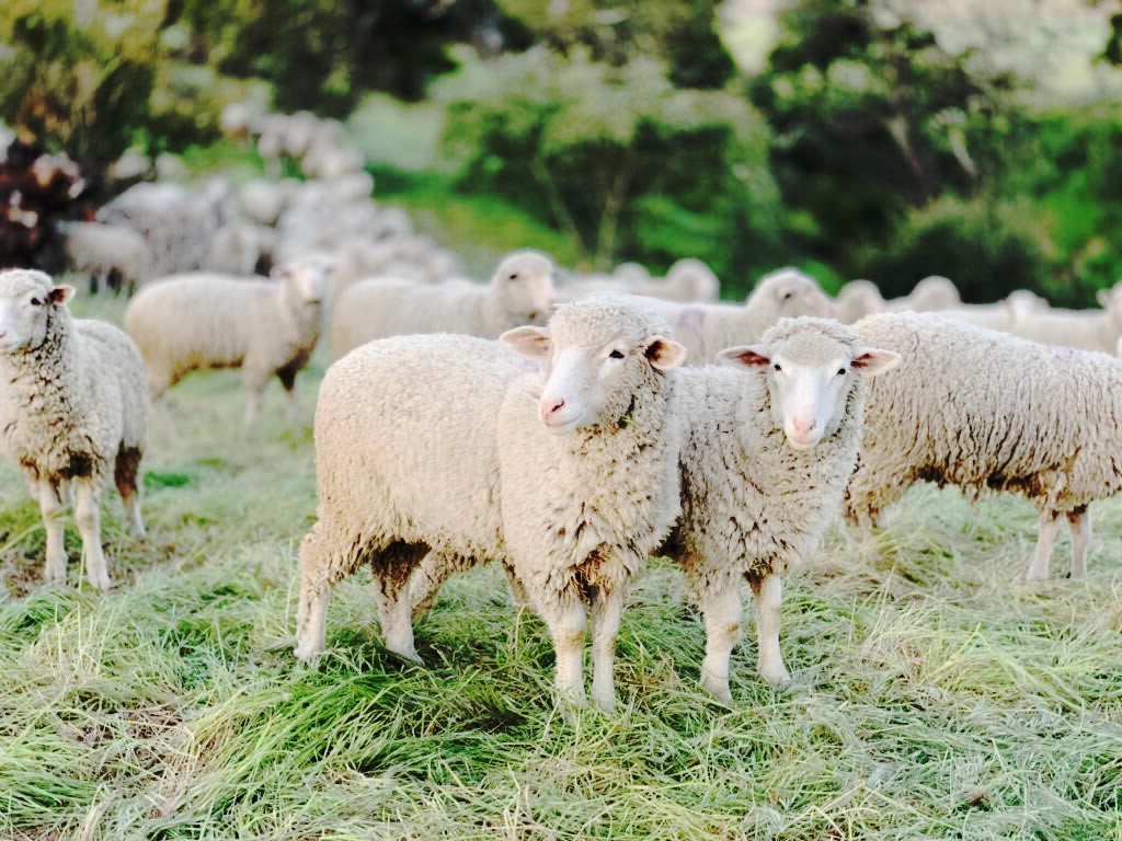 Ευλογιά προβάτων: Σε ποιες Περιφέρειες εφαρμόζονται νέα μέτρα και σε ποιες αίρονται