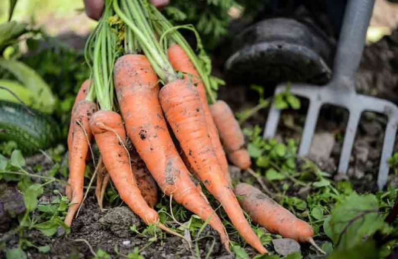 Άνοιξε το σύστημα υποβολής παραστατικών ειδικών διατάξεων του Μέτρου 11-Βιολογικές Καλλιέργειες