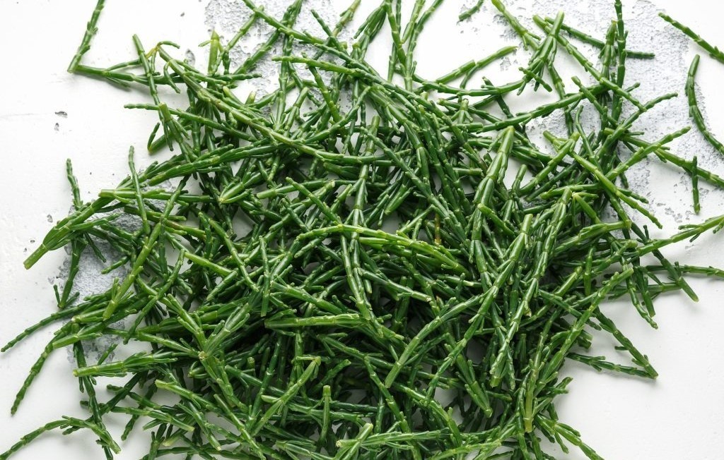 Το φυτό των ακτών που βελτιώνει τη τη μεταβολική και καρδιαγγειακή υγεία και τη λειτουργία του θυρεοειδούς