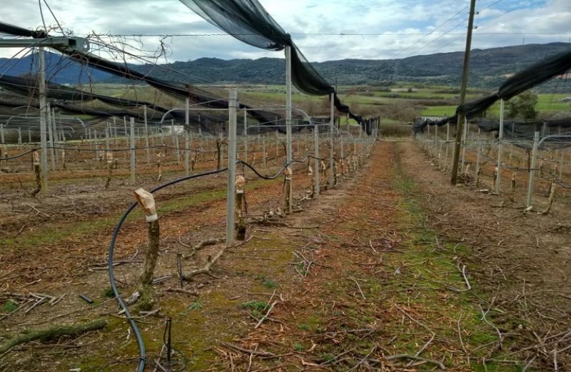 Πληρωμή 4 εκατ. ευρώ από ΟΠΕΚΕΠΕ