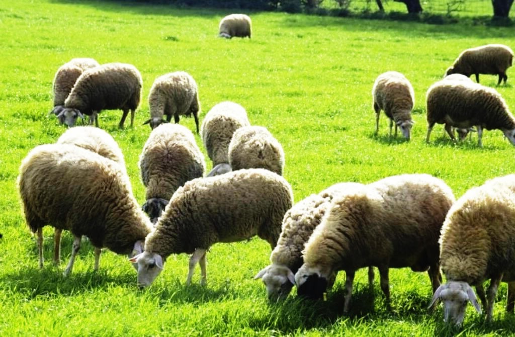 Νέα κρούσματα ευλογιάς επιβεβαιώθηκαν στην περιοχή της Ναυπάκτου