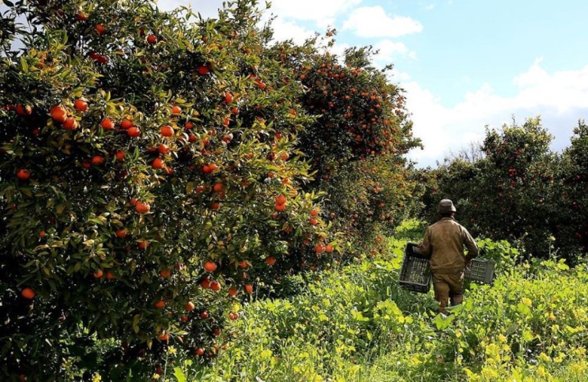Πως μπορείτε να απασχολήσετε εποχικά εργαζόμενο στην εκμετάλλευσή σας
