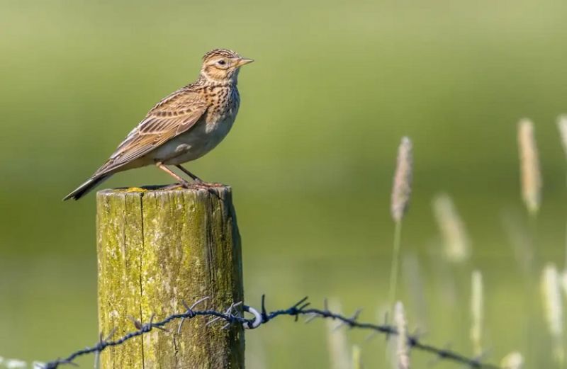 Ξεκίνησαν οι αιτήσεις για τη δράση 10.1.01 «Προστασία της άγριας ορνιθοπανίδας»