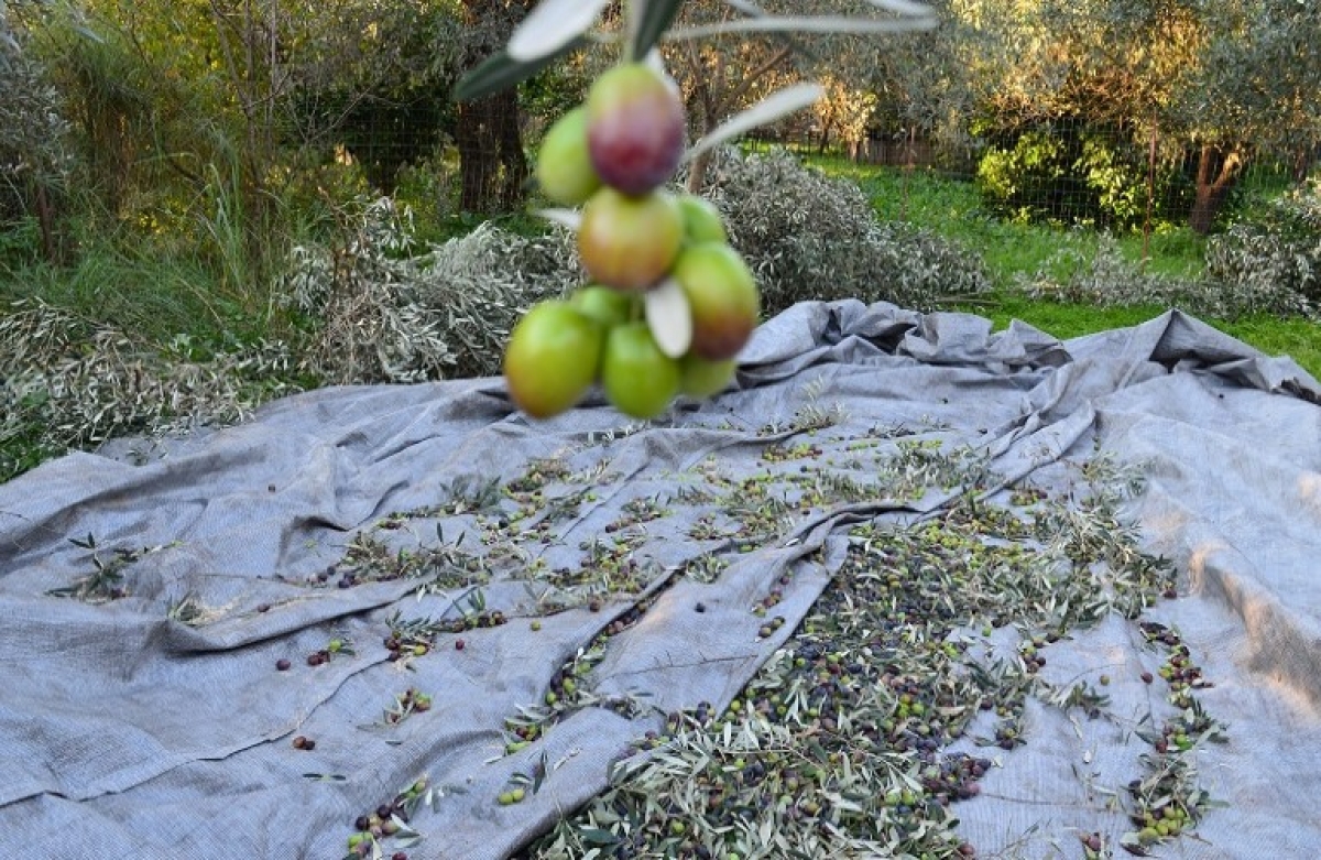 Συμβουλές για τη συγκομιδή, συντήρηση και μεταφορά του ελαιοκάρπου και του ελαιολάδου