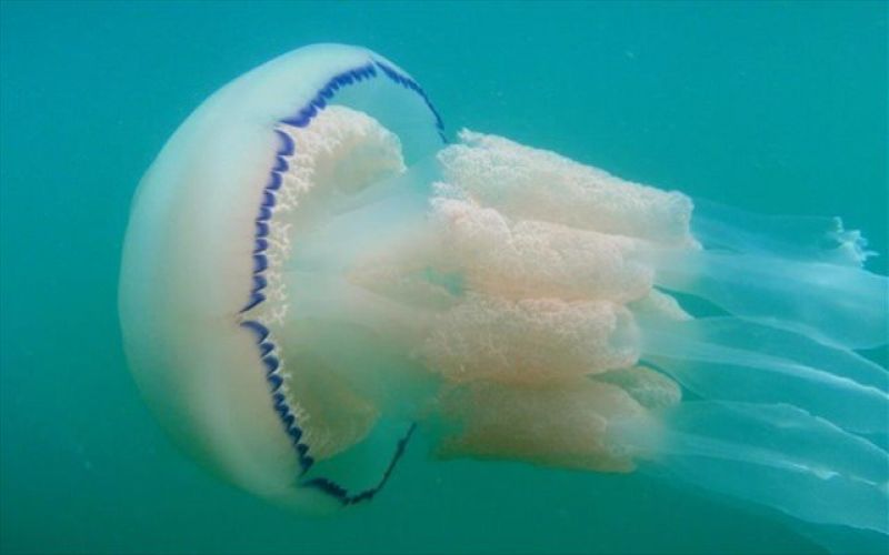 Σας τσίμπησε τσούχτρα; Οι πρώτες κινήσεις για να αντιμετωπίσετε τον πόνο και τη φαγούρα