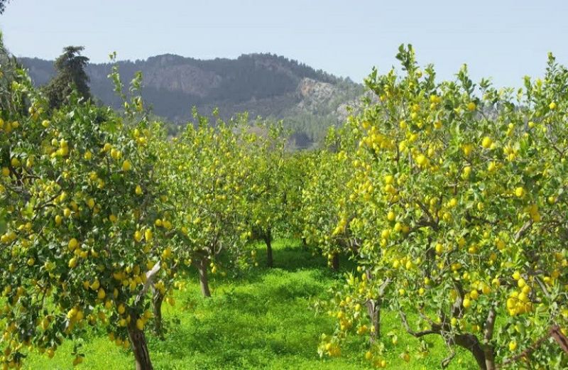 Εχθροί, ασθένειες και αναγκαίες επεμβάσεις στα εσπεριδοειδή
