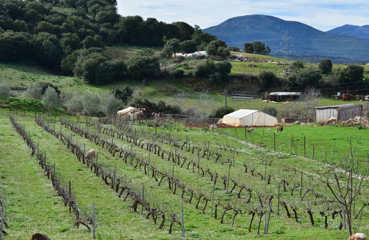 Αναδιανεμητική Ενίσχυση: τί είναι και πώς θα δοθεί